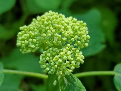 Hydrangea arborescens, photographed by Craig Martin