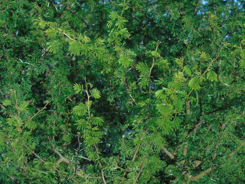 Vachellia caven, photographed by Daniel Dias