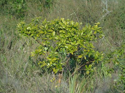 Daphnopsis racemosa, photographed by Daniel Dias