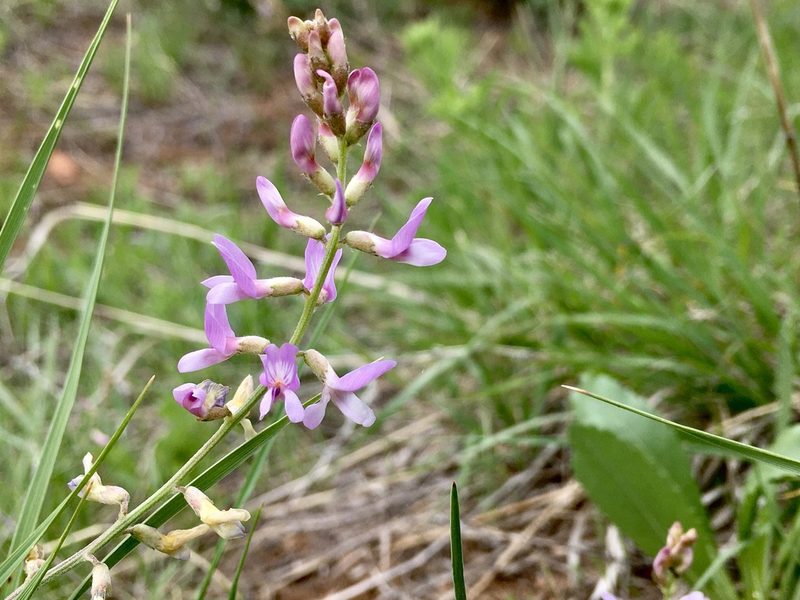 Astragalus flexuosus, photographed by Shalana Gray