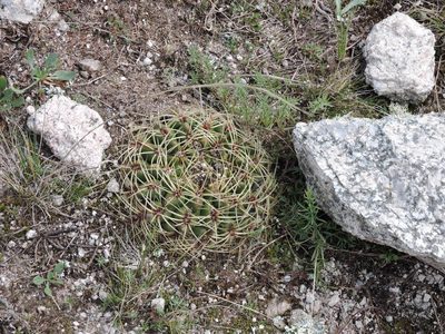 Gymnocalycium monvillei, photographed by Mariana