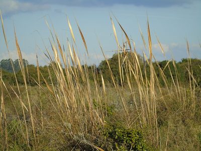 Saccharum angustifolium, photographed by Daniel Dias