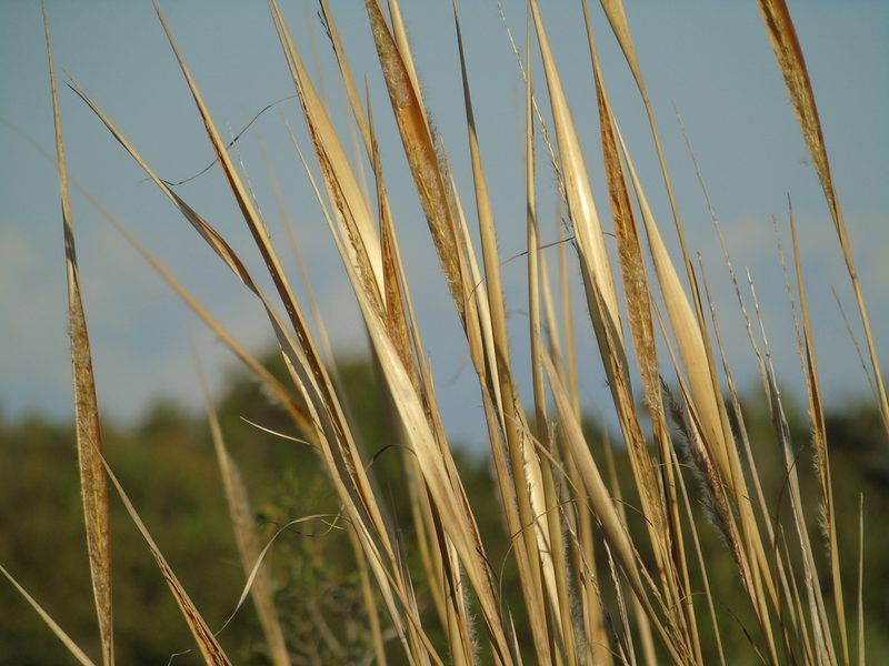 Saccharum angustifolium, photographed by Daniel Dias