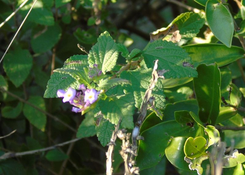 Lantana fucata, photographed by Daniel Dias