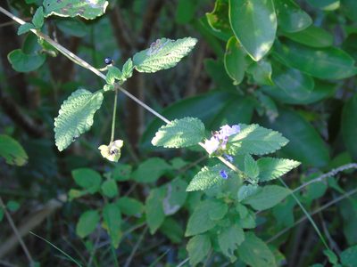 Lantana fucata, photographed by Daniel Dias