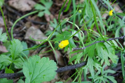Ranunculus auricomus, photographed by Anastasia_Surkova