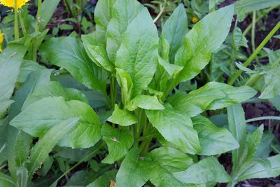 Solidago virgaurea, photographed by Anastasia_Surkova