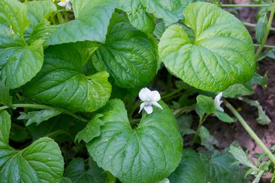 Viola mirabilis, photographed by Anastasia_Surkova