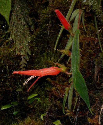 Columnea ceticeps, photographed by desertnaturalist