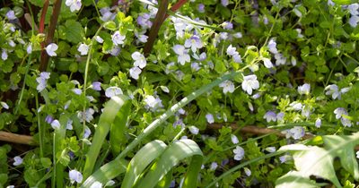 Veronica filiformis, photographed by Anastasia_Surkova