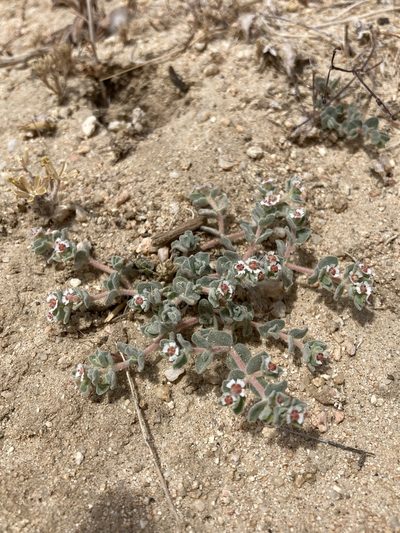 Euphorbia vallis-mortae, photographed by Adam J. Searcy