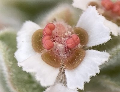 Euphorbia vallis-mortae, photographed by Adam J. Searcy