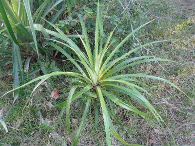 Bromelia antiacantha, photographed by Daniel Dias