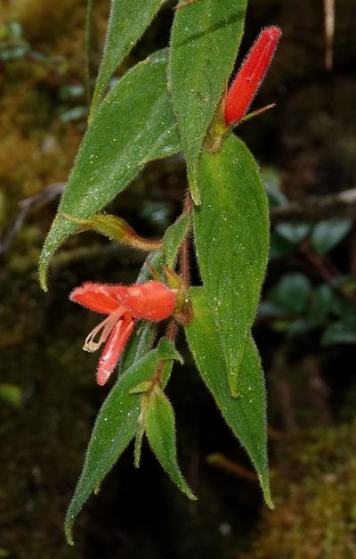 Columnea ceticeps, photographed by desertnaturalist