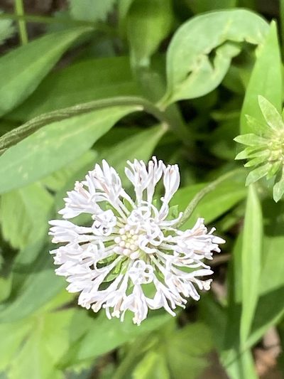 Marshallia obovata, photographed by Carol Ann McCormick