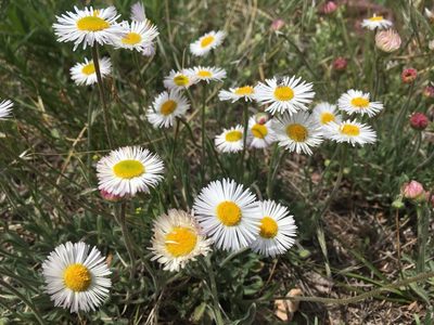 Erigeron modestus