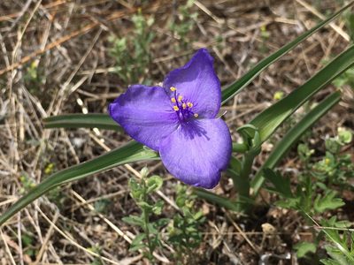 Tradescantia occidentalis, photographed by Shalana Gray