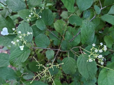 Viburnum plicatum