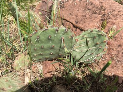 Opuntia cymochila, photographed by Shalana Gray