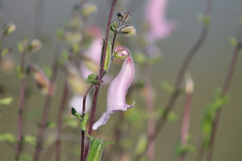 Sesamum trilobum, photographed by Ryan Donnelly