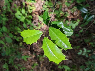 Ilex opaca, photographed by Matthew Gerke