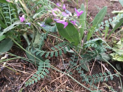 Astragalus flexuosus, photographed by Shalana Gray