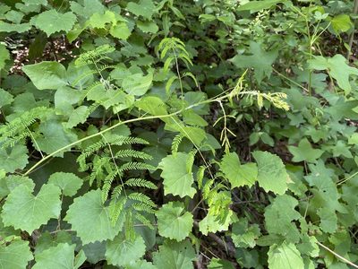 Mimosa microphylla, photographed by Carol Ann McCormick