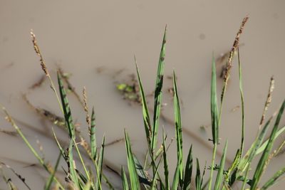 Echinochloa colona, photographed by Ryan Donnelly