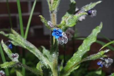 Cynoglossum alpestre, photographed by Lin Scott