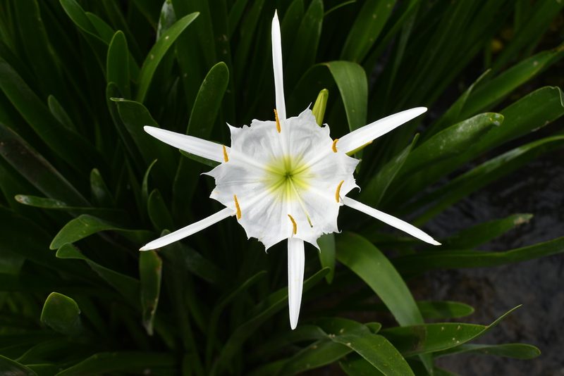 Hymenocallis coronaria, photographed by Brian Finzel