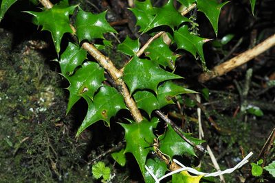 Ilex bioritsensis, photographed by Lin Scott