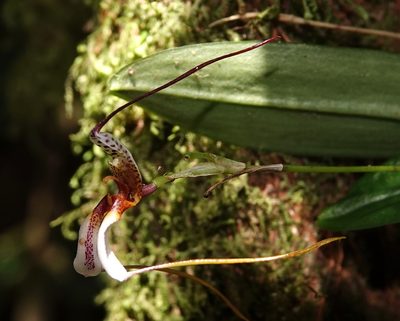 Masdevallia hortensis, photographed by desertnaturalist