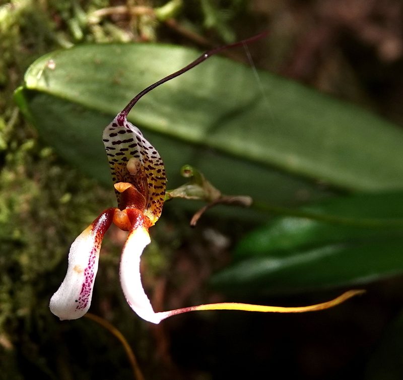 Masdevallia hortensis, photographed by desertnaturalist
