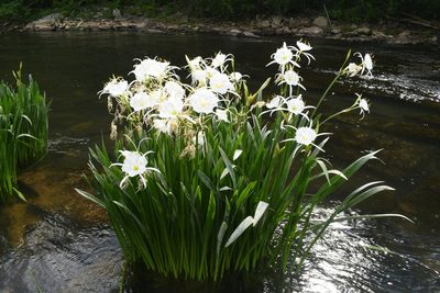 Hymenocallis coronaria, photographed by Brian Finzel