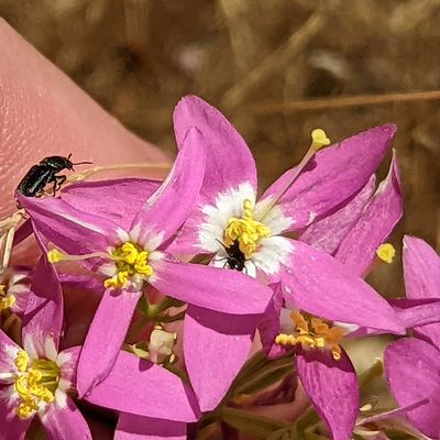 Zeltnera venusta, photographed by Justin