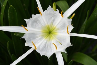 Hymenocallis coronaria, photographed by Brian Finzel