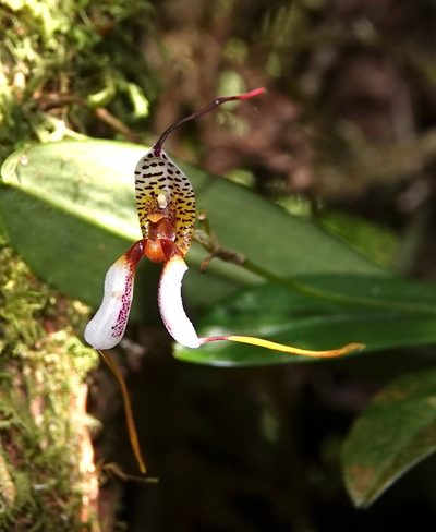 Masdevallia hortensis, photographed by desertnaturalist