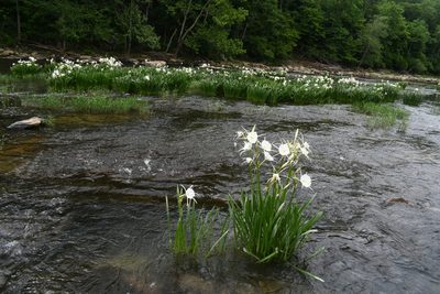Hymenocallis coronaria, photographed by Brian Finzel