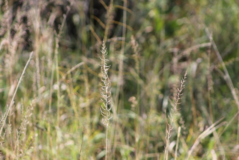 Pogonarthria squarrosa, photographed by Ryan Donnelly