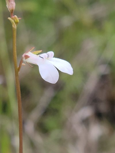 Lobelia paludosa, photographed by Jay Horn