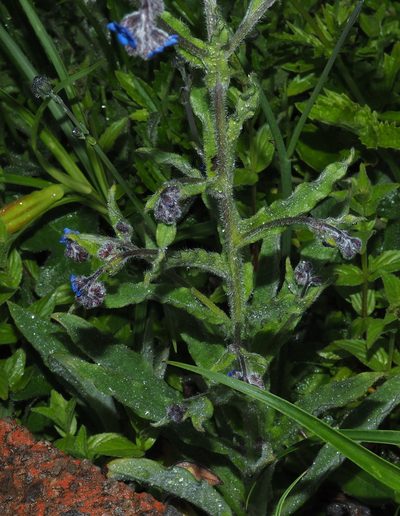 Cynoglossum alpestre, photographed by Lin Scott