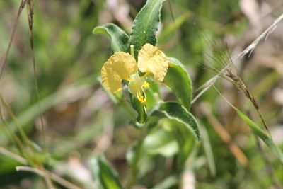Commelina africana