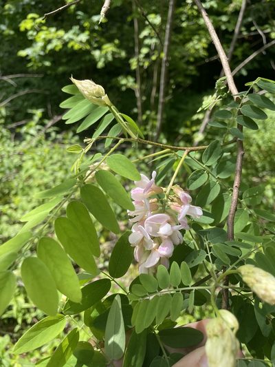 Robinia viscosa, photographed by Brandon Wheeler