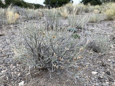 Tetradymia canescens, photographed by Cecelia Alexander