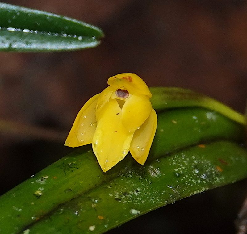 Scaphyglottis aurea, photographed by desertnaturalist