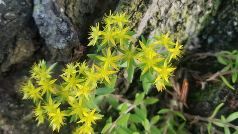 Sedum sarmentosum, photographed by Brandon McCracken