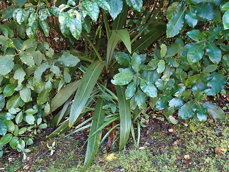 Cordyline indivisa, photographed by Duncan Cunningham