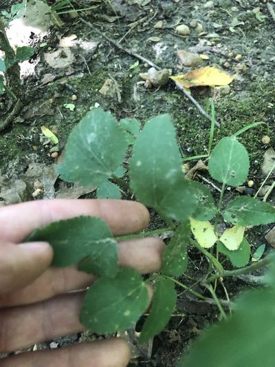 Thaspium trifoliatum, photographed by John Kees