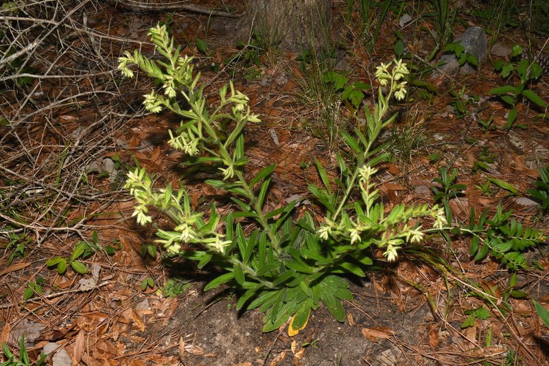 Lithospermum decipiens, photographed by Brian Finzel