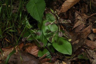 Liparis liliifolia, photographed by Sarah Culliton